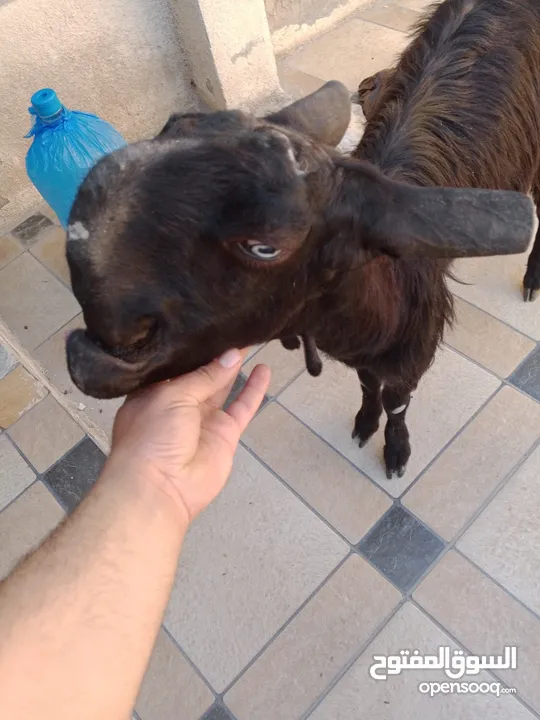 بسم الله ماشاء الله ثلاث عنزات شاميات