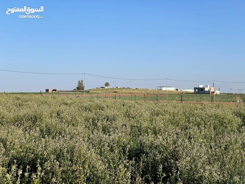ارض زراعية في بلعما للبيع مساحتها 3500 متر