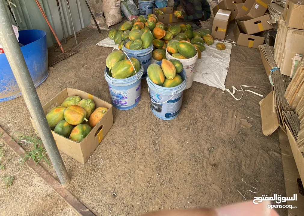 فيفاي طازج من المزرعة (Fresh Papaya)