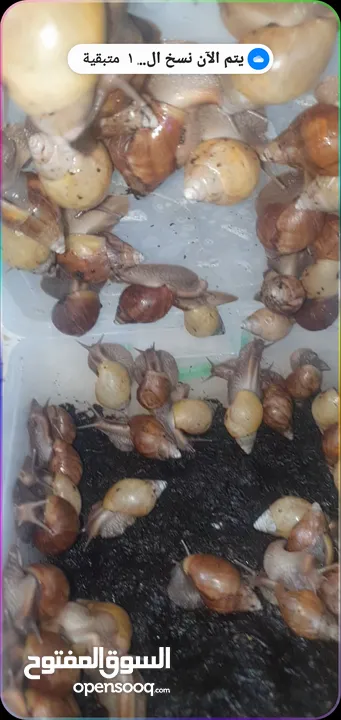 حلزون إفريقيا للبيع الزرقاء الجديده  اتواصل واتس اب فقط