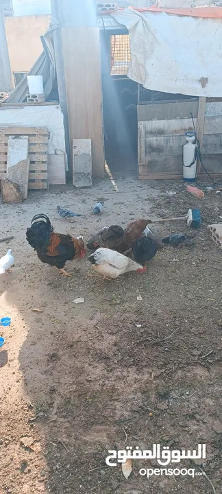 دجاج للبيع