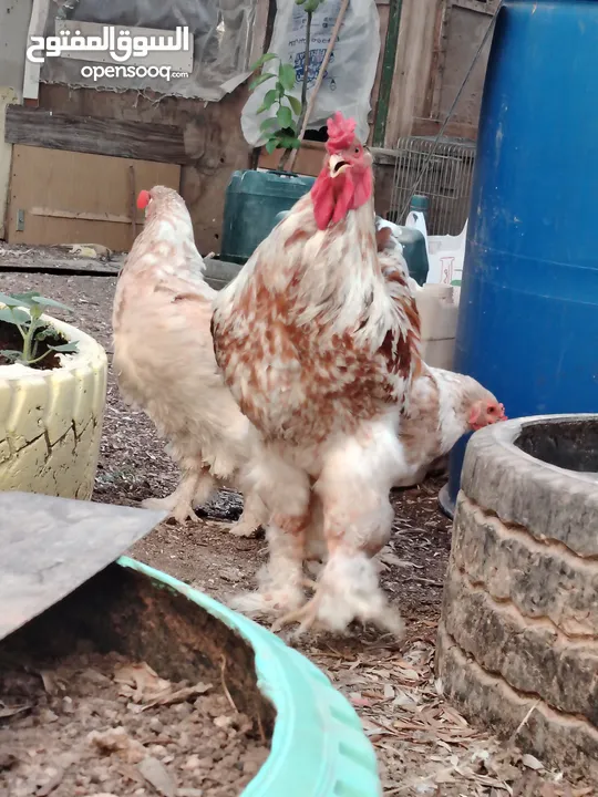 باكستاني، براهما، امهات لاحم فرخات عمر 3 شهور  صوص باكستاني حر  ديوك باكستاني خط أول و فرخات شغالة