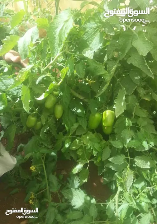 Hybrid tomato seeds are the best