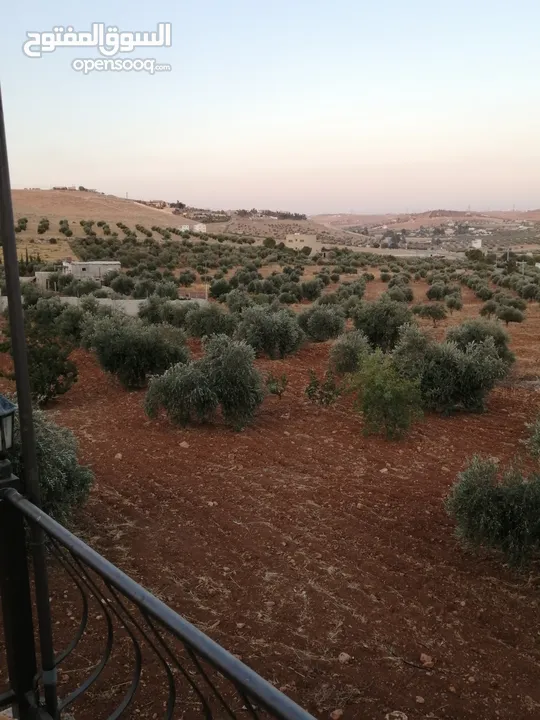مزرعه للبيع من الملك مباشره