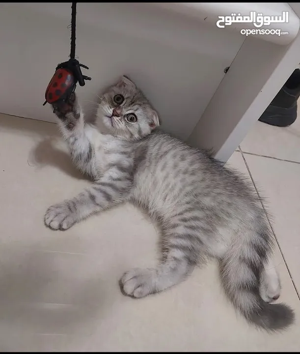 Scottish fold kittens