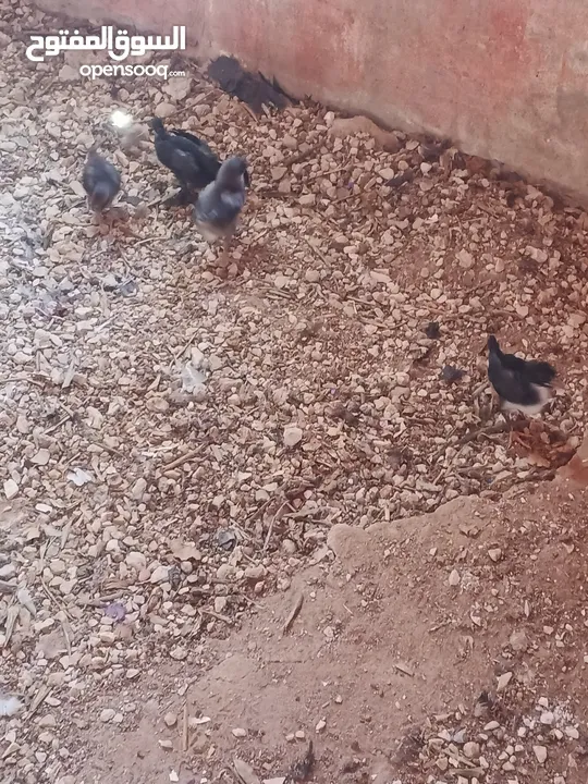 صوص البيع بلدي عمر شهر