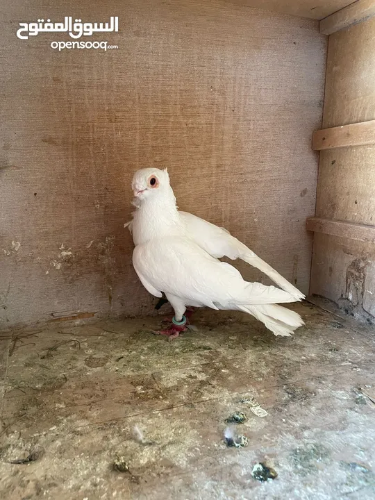 حمام ما شاء الله للبيع شوف الوصف