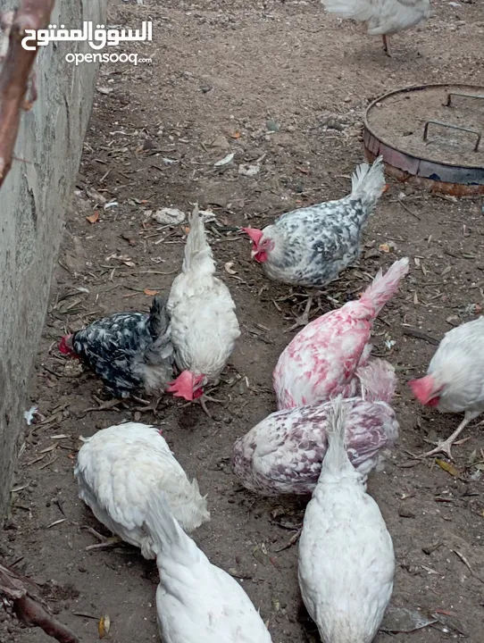دجاج مزارع ملون
