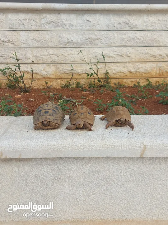 ثلاث سلاحف للبيع