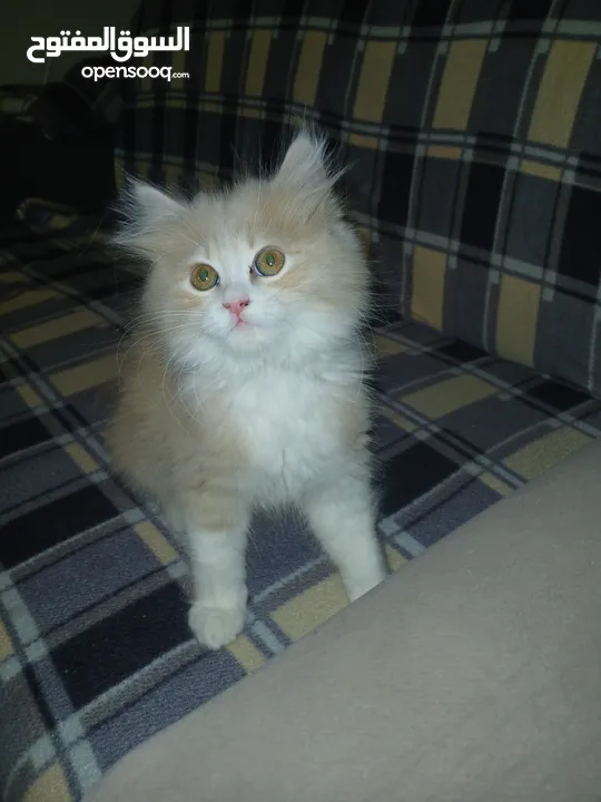 قط ذكر شنشيلا مميز عمره 65 يوم
