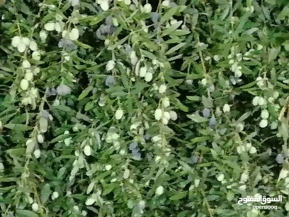 مزرعة مع بيت لقطة للبيع