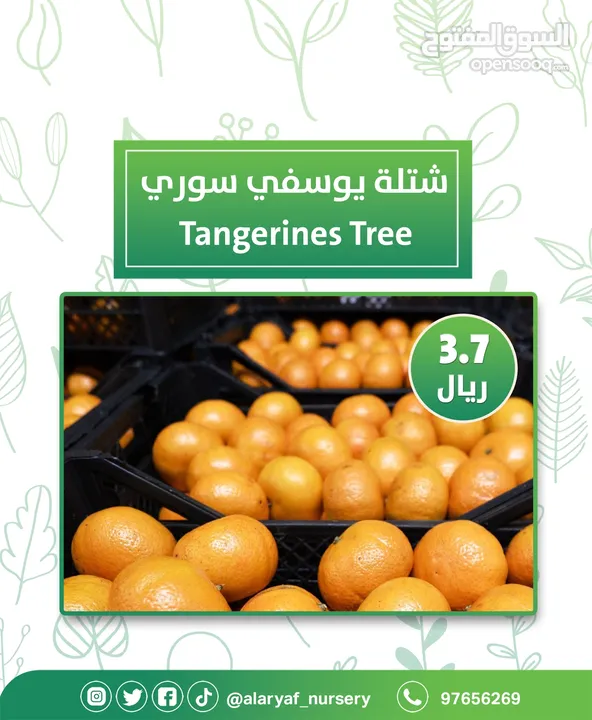 شتلات وأشجار البرتقال والحمضيات من مشتل الأرياف  أسعار منافسة نارنگی /  میندر کا درخت orange tree