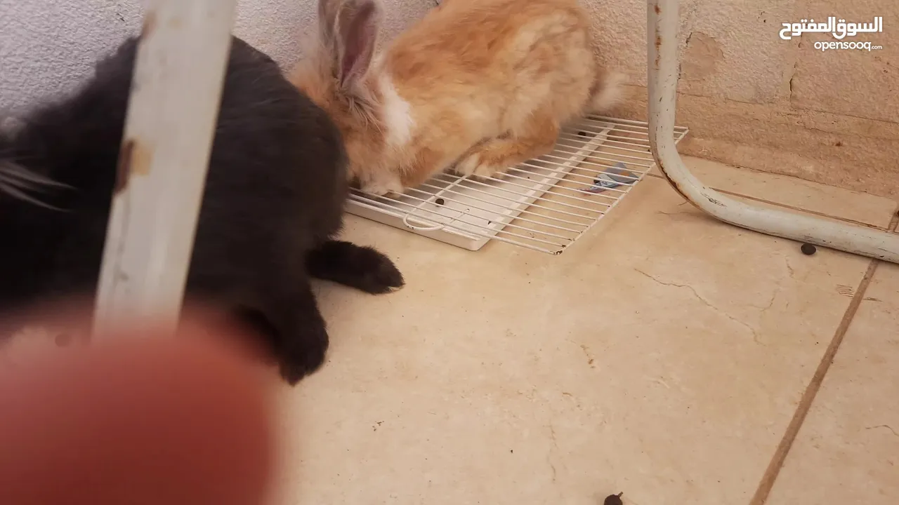 ارانب  lion head ذكور نوعهم راس الاسد Rabbits