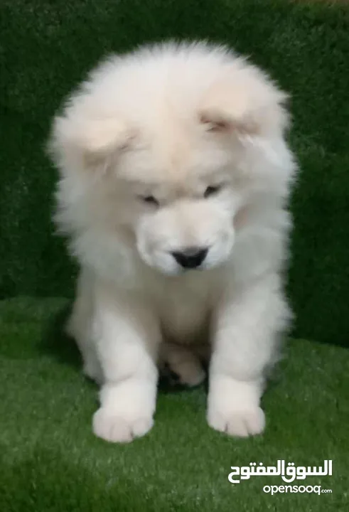 Chow chow puppy