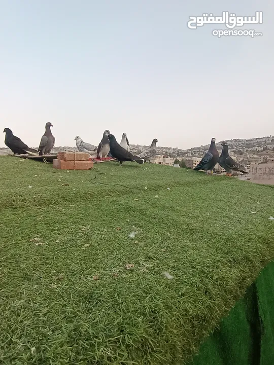 حمام بيع مستعجل للبيع