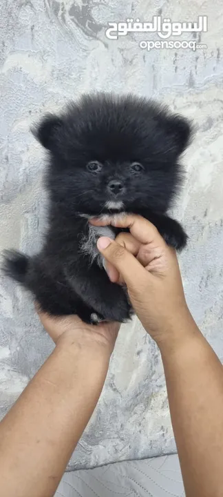 Mini Pomeranian Male puppy