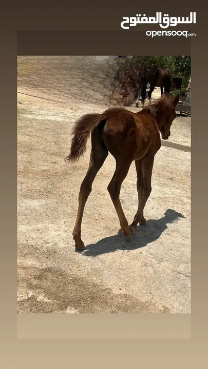 مهرة عربية غير مسجلة بنت فحل عربي واهو مسجل للبيع
