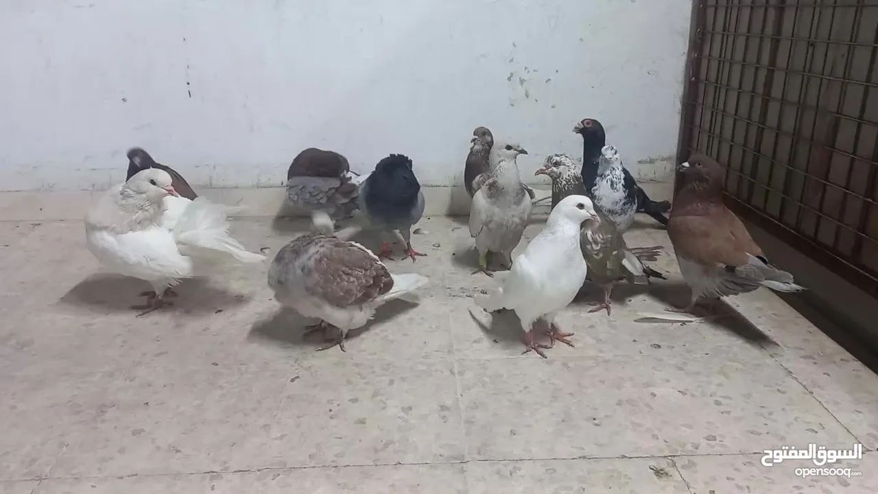 حمام مالطي جامبو البيع كوم بسعر حرق
