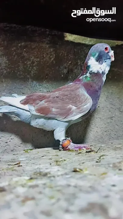بسم الله الرحمن الرحيم   متاح بالصلاة على النبي   مسود قراقطه شامي   مطوق احمر   مطوق اسود   عنابي ا