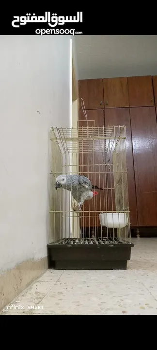 ببغاء كاسكو متكلم بحكي اكثر من 30 كلمه