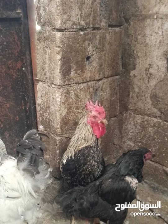 ثلاث ديوك بلدي