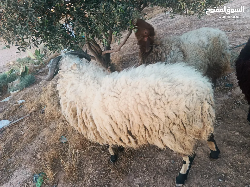 كبش قبرصي عمر سنتين وزنه من 90 -100للبيع. ماشاءالله وزن وصحة ممتازة.