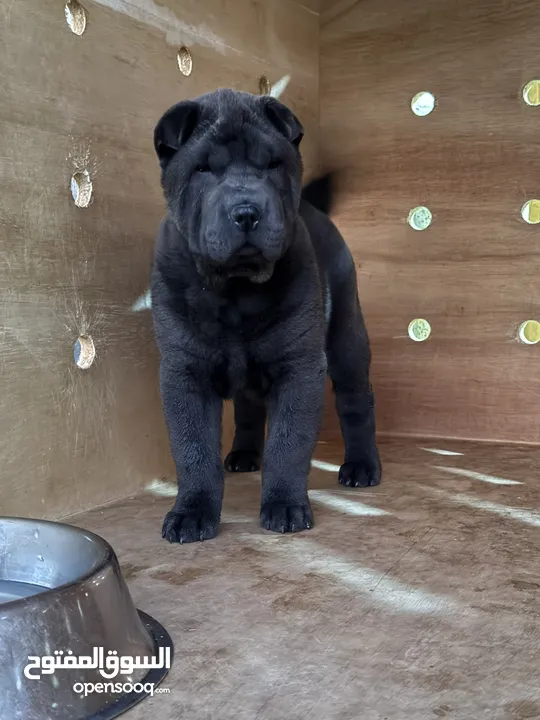 Chinese Shar Pei