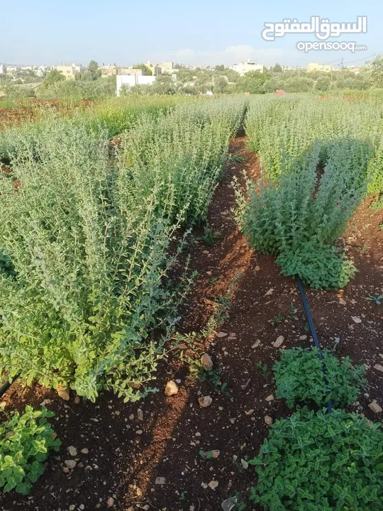 زعتر بلدي ورق سمسم بلدي سماق بلدي