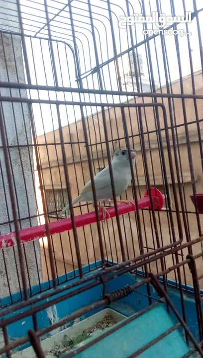 فحل صلاه النبي طول شبر