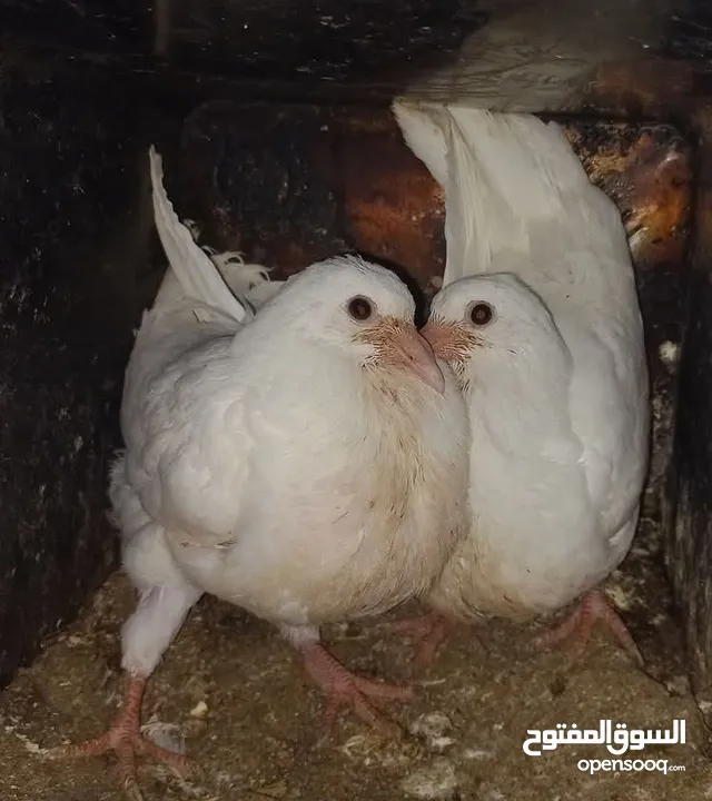 زغاليل للبيع تب صحه ونظافه