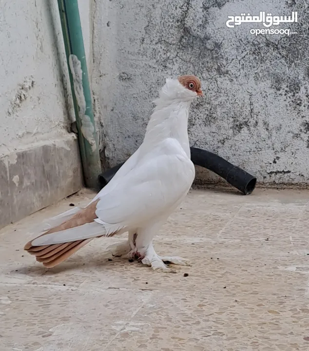 طيرتين بواقي الريشة