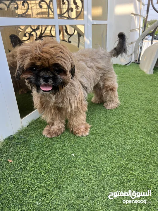 كلب شيتزو انثى Shih Tzu female