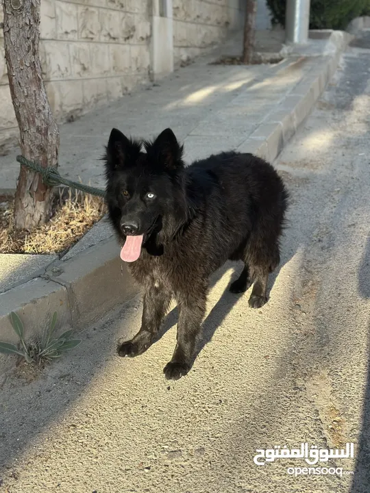 انثى رويال بلاك Female German Shepard Royal Black 10 months
