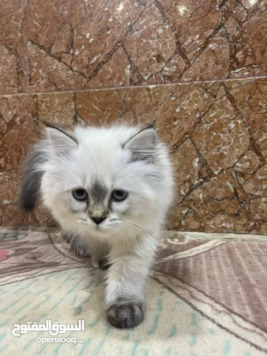 قطه هملايه العوبه