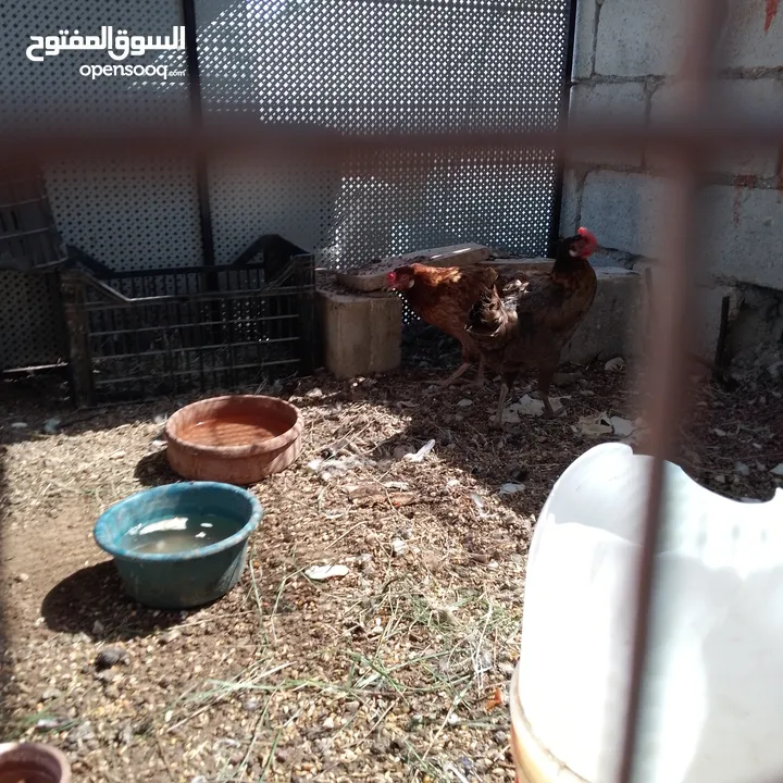 جاج بلدي مقنوة