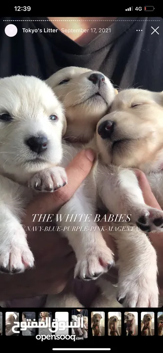 White German Shepherd Puppies جراوي جيرمن ابيض