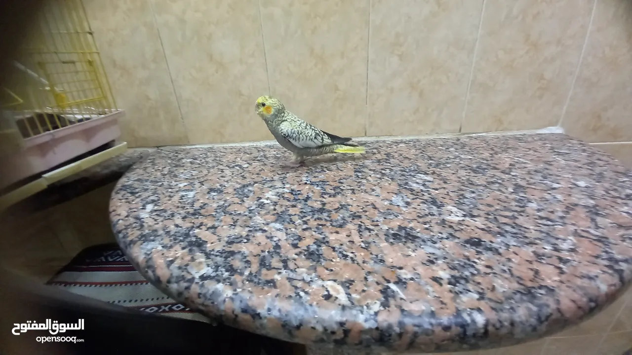 ببغاء كوكتيل اليف وعمرو صغير