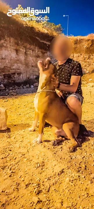 بيتبول بولي XL