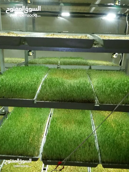 استنبات شعير  شعير مستنبت Sprouted   صواني استنبات شعير Barley germination barley