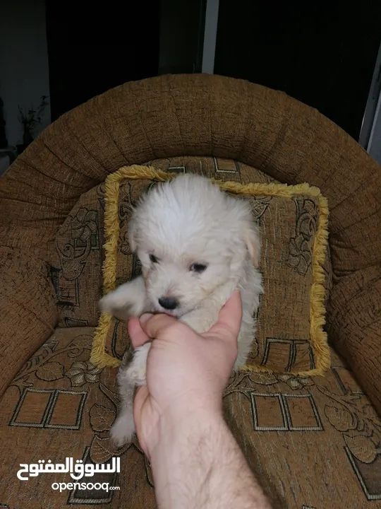 انثى فرنش تيرير عمر شهرين   puppy 2-months female - French Terrier