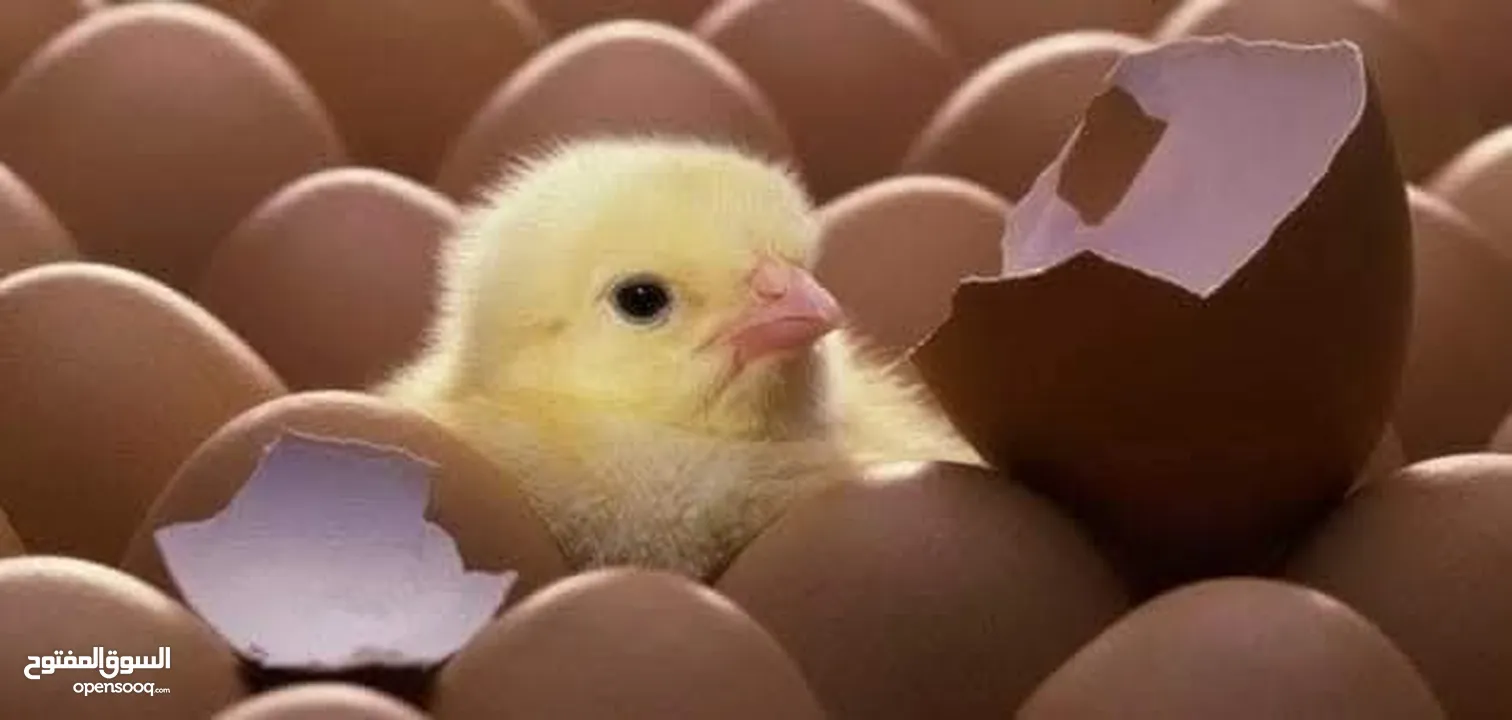 صوص دجاج للبيع