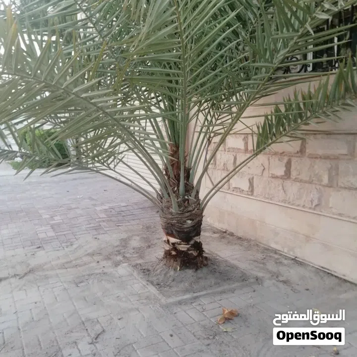 لتنظيف النخيل والواشنتونيا والاهتمام بالحدائق والثمار بكافه انواعها