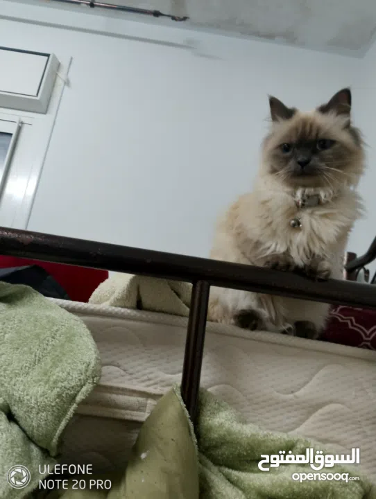 قطة هملايا انثى لتزاوج عمرها سنة