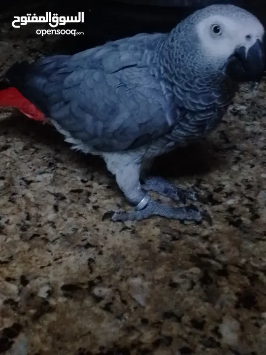 أفضل ببغاء كاسكو للبيع بسعر مغري