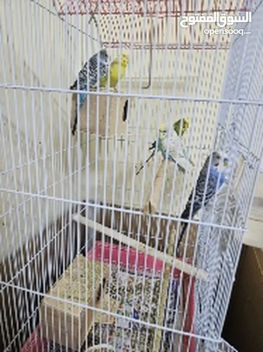 Budgie - 3 males 2 females