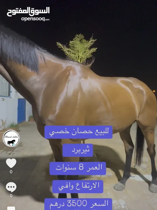 خيل خصي ثيربرد