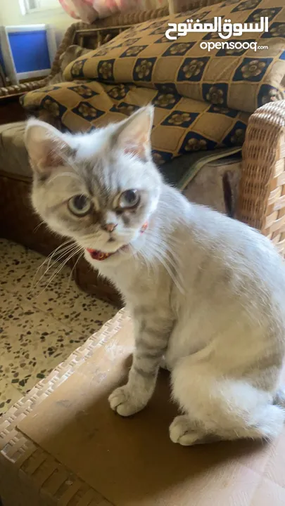 قطه للتبني
