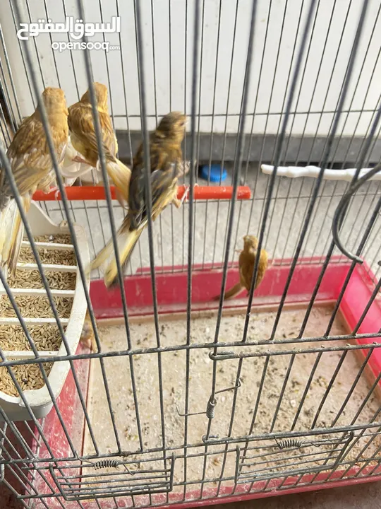خمس حبات كنار