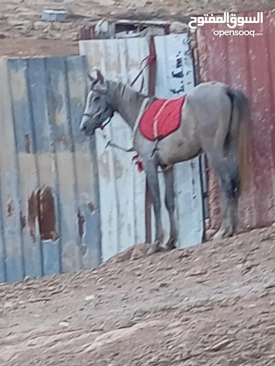 مهر عربي للبيع