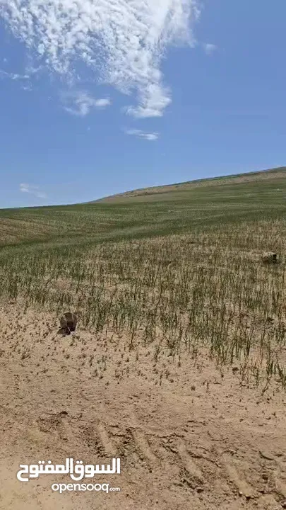 ارض زراعية للبيع